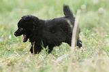 SCHIPPERKE 587